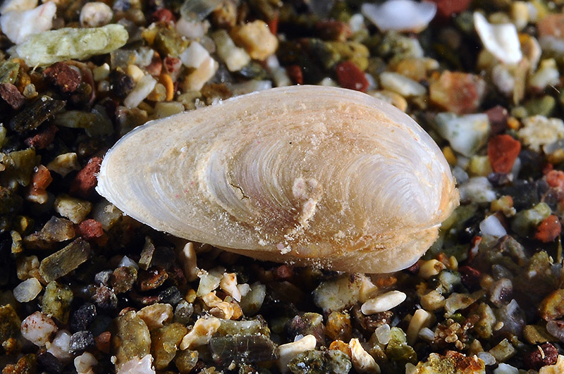 Bivalve da determinare